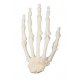 Model kostry lidské ruky - ORTHObones
