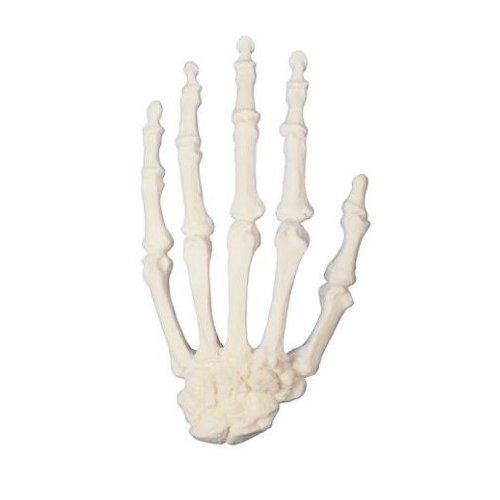 Model kostry lidské ruky - ORTHObones - DOPRODEJ