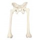 Model kostry lidské pánve s kostmi stehenními - ORTHObones