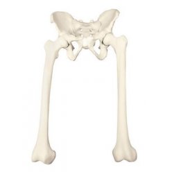 Model kostry lidské pánve s kostmi stehenními - ORTHObones - DOPRODEJ