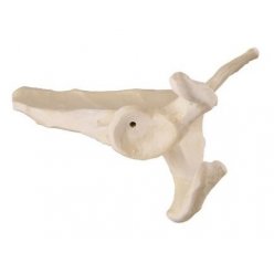 Model lidské lopatky - levá - ORTHObones