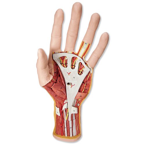 Model lidské ruky - vnitřní stavba - 3 části