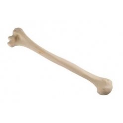 Model lidské kosti pažní - levá - ORTHObones - standardní