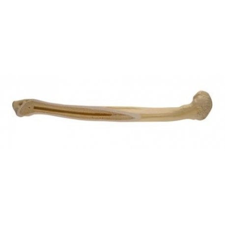 Model lidské kosti pažní - pravá - ORTHObones - standardní