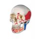 Lebka s otevřenou spodní čelistí a svaly - 3 části