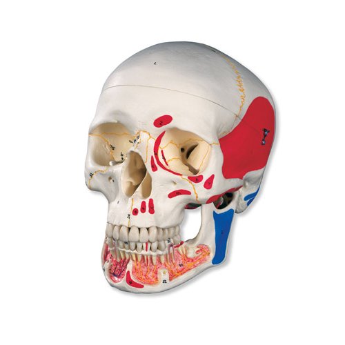 Model lidské lebky s otevřenou spodní čelistí a malovanými svaly - 3 části