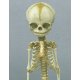 Model kostry lidského plodu-30.týden-horní část těla