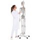Model kostry člověka - standardní- velikost