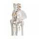 Model kostry člověka - standardní- pánev