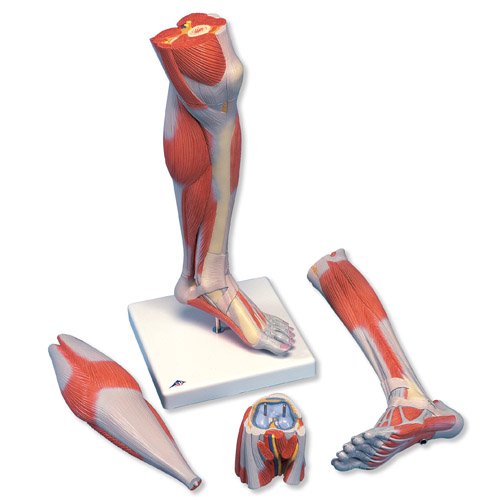 Model svalstva dolní končetiny - bérec a koleno - luxusní - 3 části