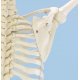 Model kostry člověka- pohyblivost ramenního kloubu