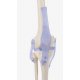 Model kostry- vazy kolenního kloubu