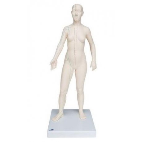 Model člověka s akupunkturními body - ženská figurína