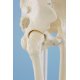 Model kostry člověka - pohyblivá kyčel
