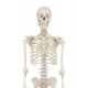 Model skeletu člověka - detail