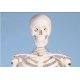 Mini model lidské kostry - detail lebky