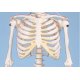 Mini model lidské kostry - detail hrudního koše
