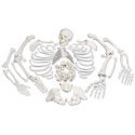 Rozložený model lidské kostry - celá kostra