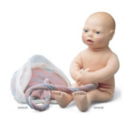 Model plodu - fetus