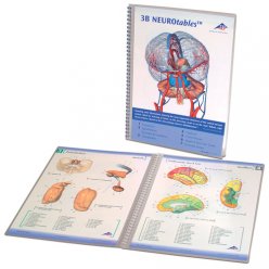 Brožura s popisem nervů v lidském mozku - DOPRODEJ