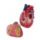 Velký model lidského srdce - třikrát zvětšeno - 2 části