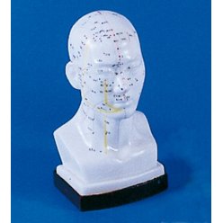 Model hlavy pro akupunkturu