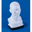 Model hlavy pro akupunkturu