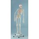 Model kostry člověka s pohyblivou páteří a vyznačením svalů
