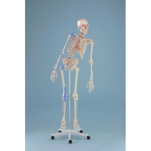 Model kostry člověka s pohyblivou páteří, vazy a vyznačením svalů