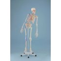 Model kostry člověka s pohyblivou páteří, vazy a vyznačením svalů