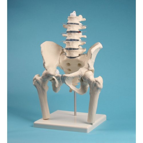 Model bederní páteře s pánví a hlavicemi stehenních kostí 
