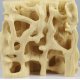 Model kostní tkáně zdravé kosti