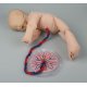 Model lidského plodu - varianta s placentou