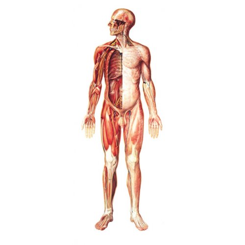 Schéma - lidský nervový systém - čelní pohled  - papír - 84x200 cm - DOPRODEJ