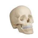 Osteopatický model lebky, 22 částí, anatomická verze