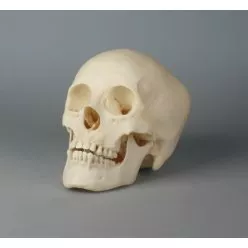 Model lebky dospívající ženy