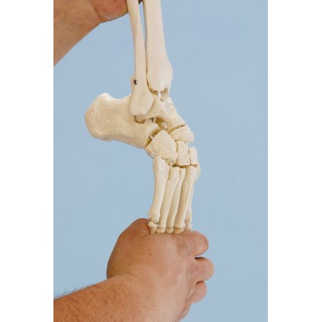 Ohebný model kostry nohy s kostí lýtkovou a holenní