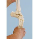Ohebný model kostry nohy s kostí lýtkovou a holenní