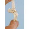 Tento model zobrazuje kostru nohy spolu s kostí holenní a lýtkovou. Jedná se o odlitek kostry lidské nohy, velikostí tedy odpovídá reálným kostem člověka. Kosti jsou pohyblivě spojeny pomocí gumiček, je tedy možné demonstrovat pohyby, které kosti nohy umožňují.