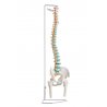 Tento ohebný model páteře v životní velikosti se skládá z týlní kosti, krčních, hrudních a bederních obratlů, kosti křížové, kostrče, pánve a odnímatelných stehenních kostí. Na replice jsou zobrazeny i páteřní tepny, větve míšních nervů a vyhřeznutá meziobratlová ploténka mezi 3. a 4. bederním obratlem. 