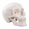 Klasický model lidské lebky představuje základní výbavu anatomických studii. Pohyblivá spodní čelist umožňuje autenticky znázorňovat fyziologické pohyby jediné pohyblivé kosti lebky. Tento model lebky člověka má výborný poměr kvalita - cena. 