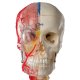 Model lidské lebky - BONElike™ - luxusní didaktická lebka - 7 částí