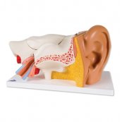 Model lidského ucha - třikrát zvětšeno - 6 částí