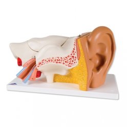 ucho - třikrát zvětšeno - 6 částí