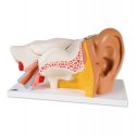 Model lidského ucha - třikrát zvětšeno - 6 částí