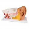Repliku lidského ucha tvoří 6 částí - bubínek s kladívkem, kovadlinka a třmínek, dvoudílný kostěný labyrint a navíc i dvě kostěné struktury, které slouží k uzavírání středního a vnitřního ucha. Model ucha člověka je uložen na podstavci pro jednodušší popisování anatomických struktur např. při výuce.