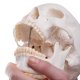 Llidská lebka na krční páteři - 4 části