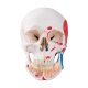 Model lidské lebky s otevřenou spodní čelistí a malovanými svaly - 3 části