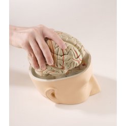 Model hlavy s mozkem - 7 částí