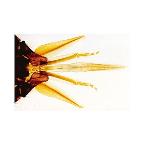 Včela medonosná - mikroskopické obrázky